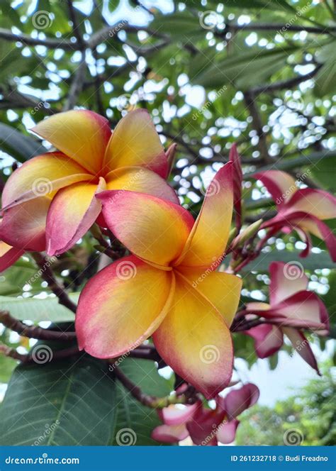 nymph frangipani flower